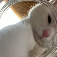 瓶の中に手を入れる白猫