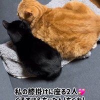 茶トラ猫と黒猫