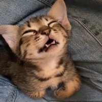 口を開けて寝る子猫