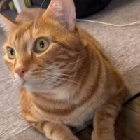 見上げる猫