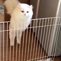地面を蹴って柵を跳び越えようとする猫