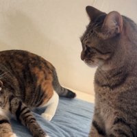 にらみ合う2匹の猫