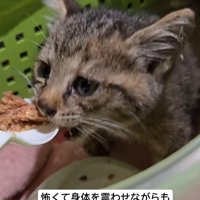 ごはんを食べる子猫
