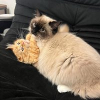 じゃれ合っている2匹の猫