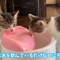 水を飲む猫