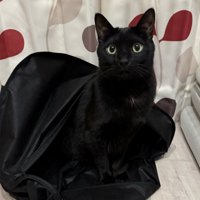 スーツカバーから出してもらった黒猫