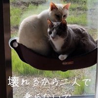 ハンモックに乗る2匹の猫