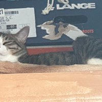 クローゼットで寝る猫2匹（アップ）