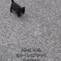 歩く黒猫