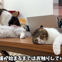 なでられる猫たち