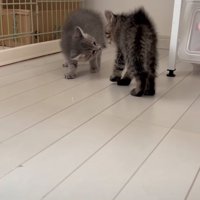 距離を詰める子猫