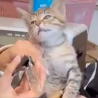 放心状態の子猫