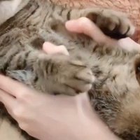 猫の脇の下に添えられている女性の手