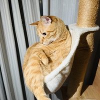 傾いたハンモックに乗る茶トラ猫