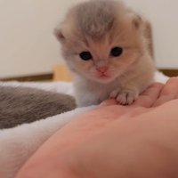 手の上に前足(正面)