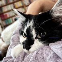飼い主の腕の中にハマる猫