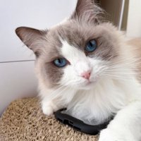 室内にいる猫