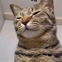 まばたきをする猫