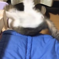 猫用ベッドから転げ落ちる子猫