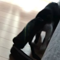 水筒ケースを頭から被った猫