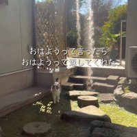 庭にいる猫