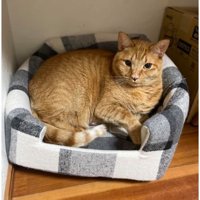 ねこベッドと猫