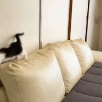 ソファの背もたれの上にいる子猫