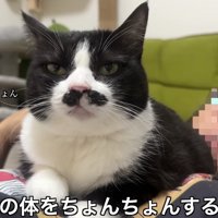 くろまめちゃんをツンツン