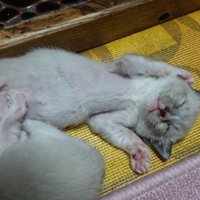 グレーがかった白猫