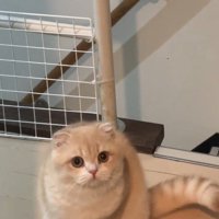座っている猫
