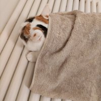 お風呂のフタの上に乗る猫