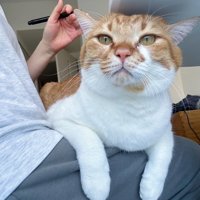 人のひざの上に乗る猫