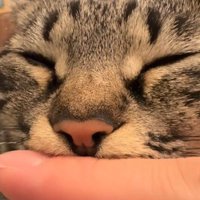 猫の顔のアップ