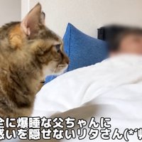 寝ている人の方を向く猫（完全に爆睡な父ちゃんに戸惑いを隠せないリタさん）