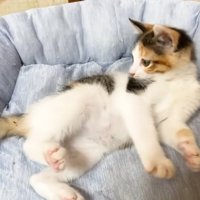 寝転んでシッポを見つめる