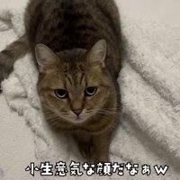 「小生意気な...」のテロップ写真