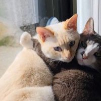 睨む猫たち