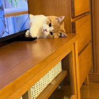 手を交差する子猫