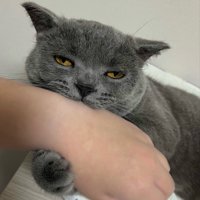 飼い主の手を甘噛みしながら眠気と闘う猫