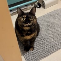 お風呂場の前でママを見上げるサビ猫