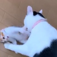 じゃれあう2匹の猫