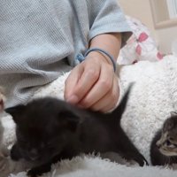 人の膝の上に子猫3匹