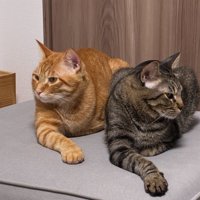 同じポーズの2匹の猫