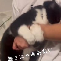 飼い主の手首をしっかりホールドする猫