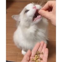 カリカリを食べる猫