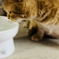 水を飲もうとするアメリカンショートヘア