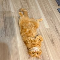 床でへそ天する猫