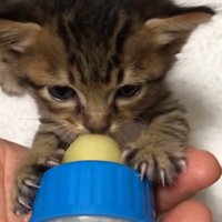 ミルクを飲む子猫