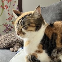 うとうとしている猫