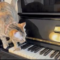 ピアノの鍵盤に乗ろうとする猫